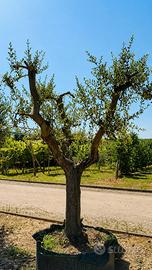 Piante di ulivo