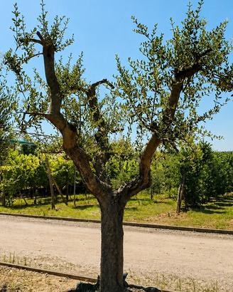 Piante di ulivo