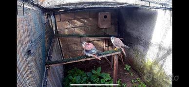 Gheppi americani(Falco sparverius) del 2026