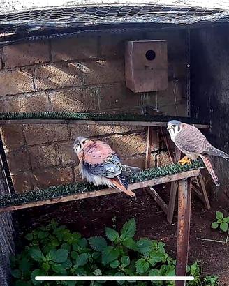 Gheppi americani(Falco sparverius) del 2026