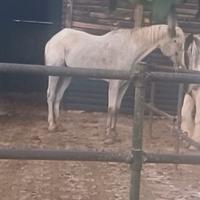 Aiuto per gestione e mantenimento