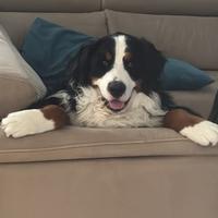 Cane disponibile per monta