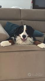 Cane disponibile per monta