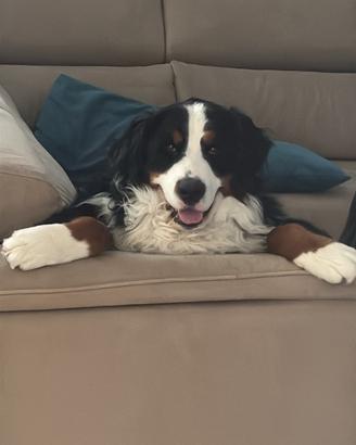 Cane disponibile per monta