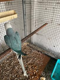 Parrocchetti dà il collare