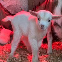 Capretti tibetani con orecchini