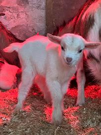 Capretti tibetani con orecchini