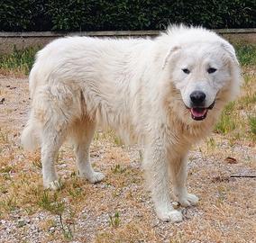 Stupendi Cuccioli Pastore Abruzzese Maremmano