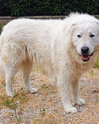 Stupendi Cuccioli Pastore Abruzzese Maremmano