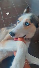 Husky 5 anni