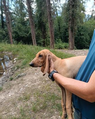 Cuccioli di segugio italiano