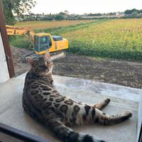 Bengala maschio monta