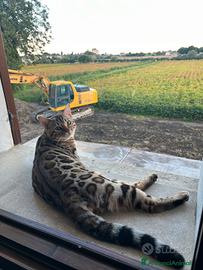 Bengala maschio monta