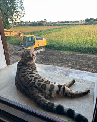 Bengala maschio monta