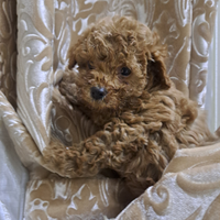 Cuccioli di barboncini mini toy red