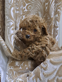 Cuccioli di barboncini mini toy red