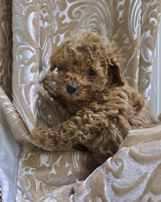 Cuccioli di barboncini mini toy red