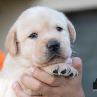 LABRADOR cuccioli con pedigree ENCI