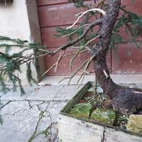 Abete bonsai