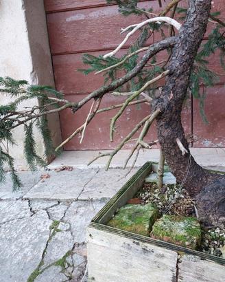 Abete bonsai