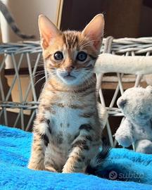 Cuccioli di gatto Bengala