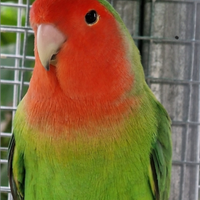 Coppie certe di Roseicollis