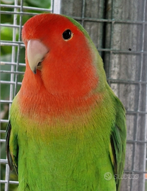 Coppie certe di Roseicollis