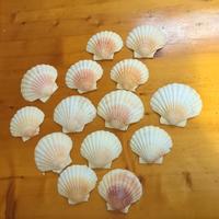 Lotto 14 Conchiglie Capesante Naturali 11-13 cm