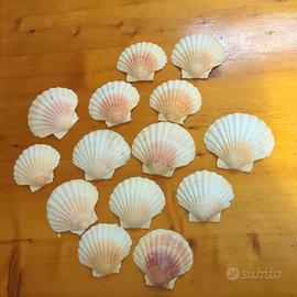 Lotto 14 Conchiglie Capesante Naturali 11-13 cm