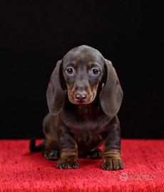 Bassotto nano piebald