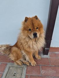 Cane chow