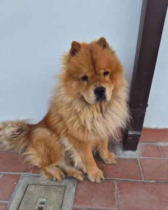 Cane chow