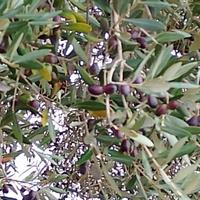 olio di olive raccolte dall' /lbero il14 ottobre 2