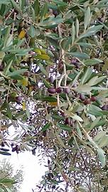 olio di olive raccolte dall' /lbero il14 ottobre 2