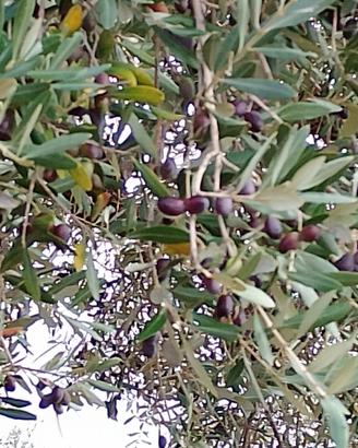 olio di olive raccolte dall'albero il14 ottobre 2