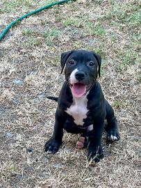 Cucciolo di American Pitbull UKC