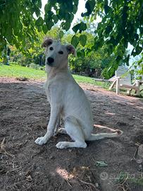 Cuccioli simil Labrador