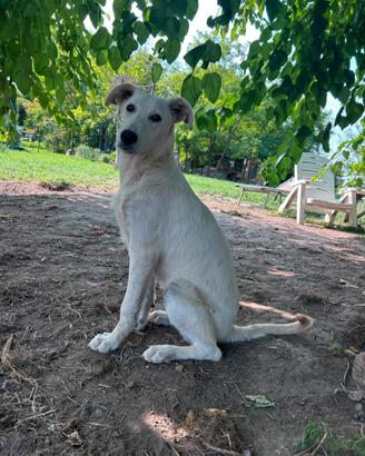 Cuccioli simil Labrador