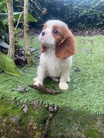 Maschietto di cavalier King