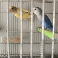 Coppia di inseparabili