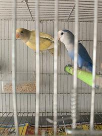 Coppia di inseparabili