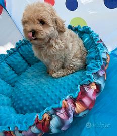 Maltipoo nano