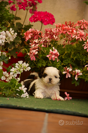 Shih tzu