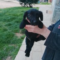 Vendita cuccioli