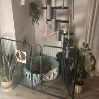 Cani in pensione a casa - taglia media/piccola