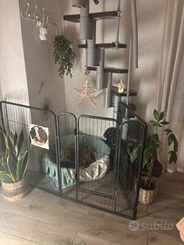 Cani in pensione a casa - taglia media/piccola