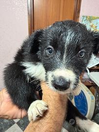 Cuccioli di Border Collie