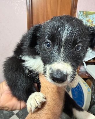 Cuccioli di Border Collie