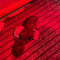 Cuccioli lagotto romagnolo con pedigree