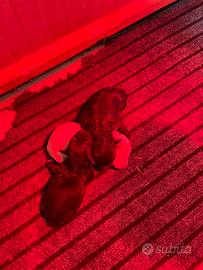 Cuccioli lagotto romagnolo con pedigree